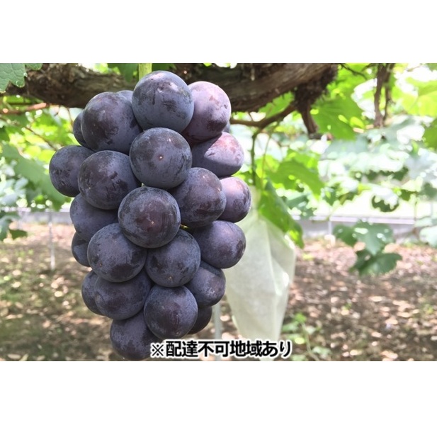 Ԃǂ 2026N s\ Ђ炽_ RY nEX͔| j[sI[l 2kgi3`5[j ʕ Ԃǂ t[c Rʖs26000ʕEt[c}XJbgEԂǂ