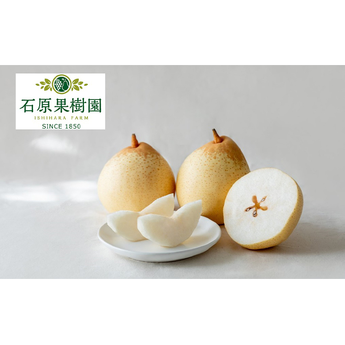梨 2025年 先行予約 鴨梨(ヤーリー)3〜6玉 合計約2kg 贈答箱 【11月下旬〜12月中旬頃発送】ナシ なし 岡山県産 国産 フルーツ 果物 ギフト 石原果樹園 岡山県玉野市15000果物・フルーツりんご