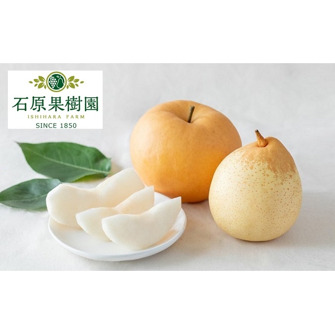 梨 2025年 先行予約 備前横綱梨(あたご梨)1玉 (1〜1.4kg)・備前乙女梨(鴨梨) 3〜5玉 詰合せ 合計約3.0kg【11月下旬〜12月中旬頃発送】 岡山県産 フルーツ ギフト 石原果樹園 果物 岡山県玉野