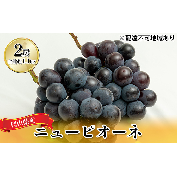 ぶどう 2025年 先行予約 ニュー ピオーネ 2房(合計約1.1kg)化粧箱入り ブドウ 葡萄  岡山県産 国産 フルーツ 果物 ギフト  岡山県玉野市22000果物・フルーツマスカット・ぶどう