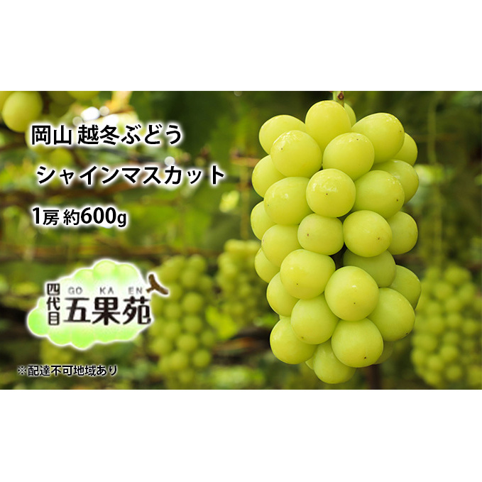 越冬 ぶどうシャイン マスカット 1房 約600g 岡山県産 四代目 五果苑 果物類 フルーツ 果物 糖度20度 低温貯蔵 種なし 皮ごと食べられる 甘み ご進物 岡山県玉野市16000果物・フルーツマスカッ