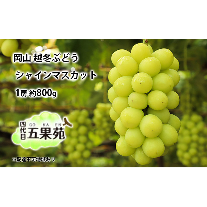 越冬 ぶどうシャイン マスカット 1房 約800g 岡山県産 四代目 五果苑 果物類 フルーツ 糖度20度 低温貯蔵 甘い 種なし 皮ごと ご進物 岡山県玉野市24000果物・フルーツマスカット・ぶどう