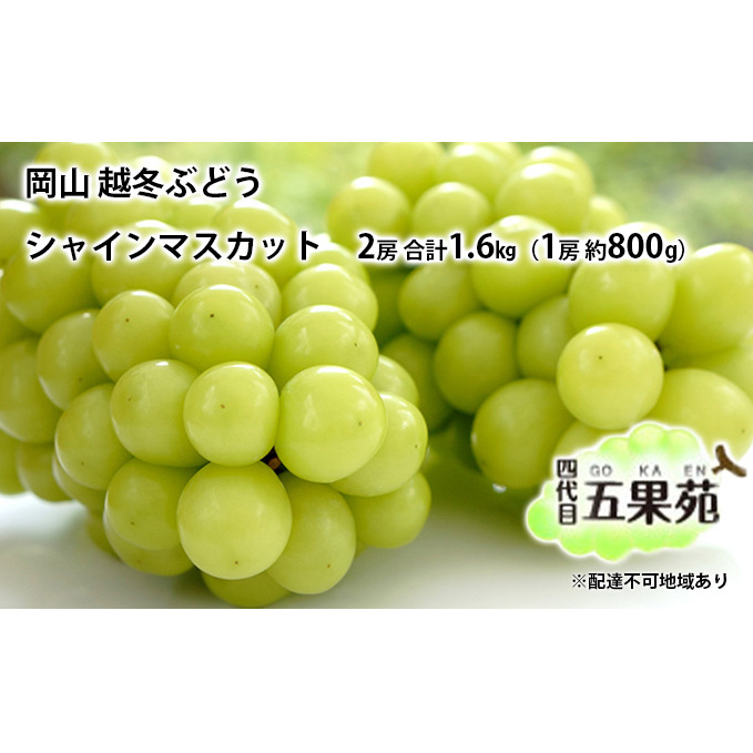 越冬 ぶどうシャイン マスカット 2房 合計1.6kg(1房 約800g)岡山県産 四代目 五果苑 果物類 フルーツ 糖度20度 低温貯蔵 甘い 種なし 皮ごと ご進物 詰め合わせセット 岡山県玉野市46000果物・