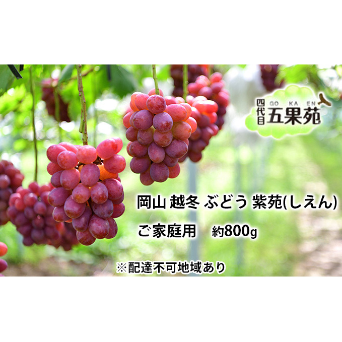 越冬 ぶどう ご家庭用 紫苑 (しえん)約800g   岡山県産 四代目 五果苑 果物 フルーツ 樹上完熟 平均糖度20度 風味豊か 減農薬 果汁たっぷり 岡山県玉野市22000果物・フルーツマスカット・ぶ