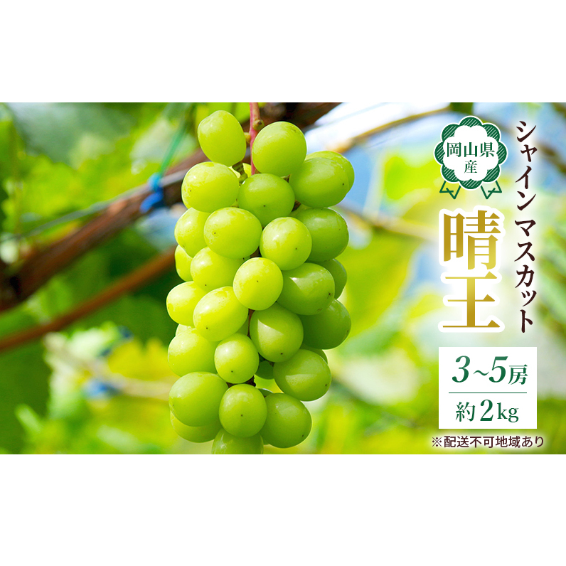 ぶどう 2026年 先行予約 岡山 名産  晴王 シャイン マスカット たっぷり2kg!9月上旬以降順次発送 ギフトにも ブドウ 葡萄  岡山県産 国産 フルーツ 果物 種なし 皮ごと 濃厚な甘み 上品な香り