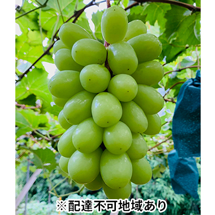 ぶどう 2026年 先行予約 シャイン マスカット 1房 700g以上 ブドウ 葡萄  岡山県産 国産 フルーツ 果物 ギフト 河本農園 種なし 皮ごと 上品な香り 岡山のぶどう 岡山県玉野市17000果物・フルー