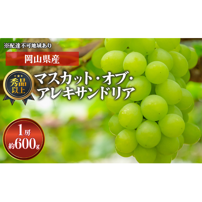 Ԃǂ 2024N s\ Ԃǂ }XJbgEIuEALThA 1[ 600gȏ Giȏ ϔ uhE   RY Y t[c ʕ Mtg Rʖs24000ʕEt[c}