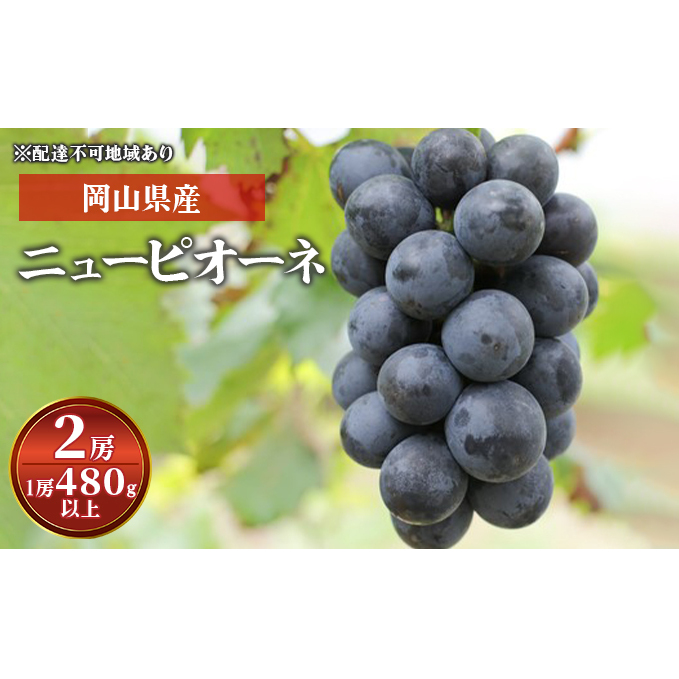 ぶどう 2024年 先行予約 ニュー ピオーネ 2房(1房 480g以上)化粧箱入り ブドウ 葡萄  岡山県産 国産 フルーツ 果物 ギフト 岡山県玉野市17000果物・フルーツマスカット・ぶどう