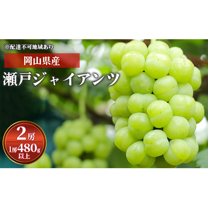 Ԃǂ 2024N s\ ˃WCAc 2[ i1[ 480gȏj ϔ uhE   RY Y t[c ʕ Mtg Rʖs18000ʕEt[c}XJbgEԂǂ