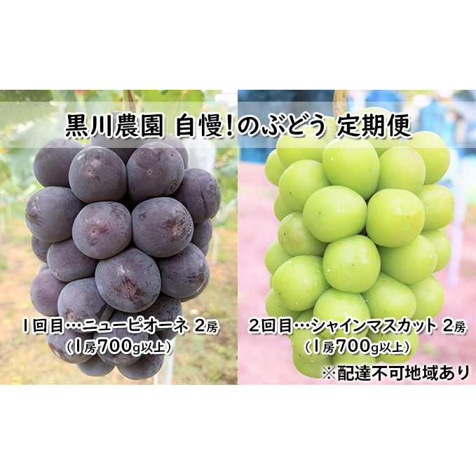 ぶどう 2025年 先行予約 定期便 2回 先行予約 黒川農園 自慢!の 大粒 大房 ニューピオーネ 2房 シャインマスカット 2房 (各1房700g以上) ブドウ 葡萄  岡山県産 国産 フルーツ 果物 ギフト 種
