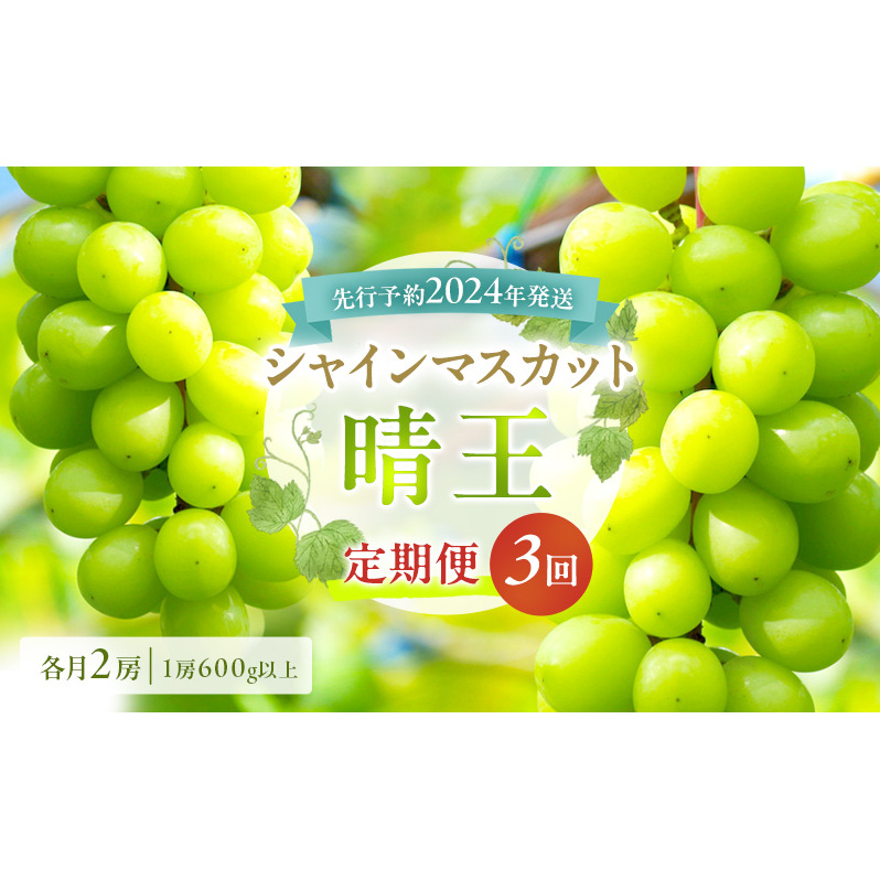 ぶどう 定期便 2025年 先行予約 シャイン マスカット 晴王 各月2房(1房600g以上) 3回コース マスカット ブドウ 葡萄  岡山県産 国産 フルーツ 果物 ギフト 上品な香り 最高級 大粒 種なし 皮ご