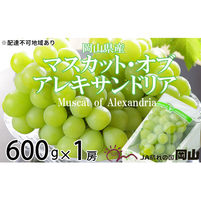 ぶどう 2026年 先行予約 マスカット ・オブ・アレキサンドリア 約600g×1房 ブドウ 葡萄  岡山県産 国産 フルーツ 果物 ギフト 岡山のブドウ デザート 食べ物 日本産 岡山県玉野市16000果物・フ