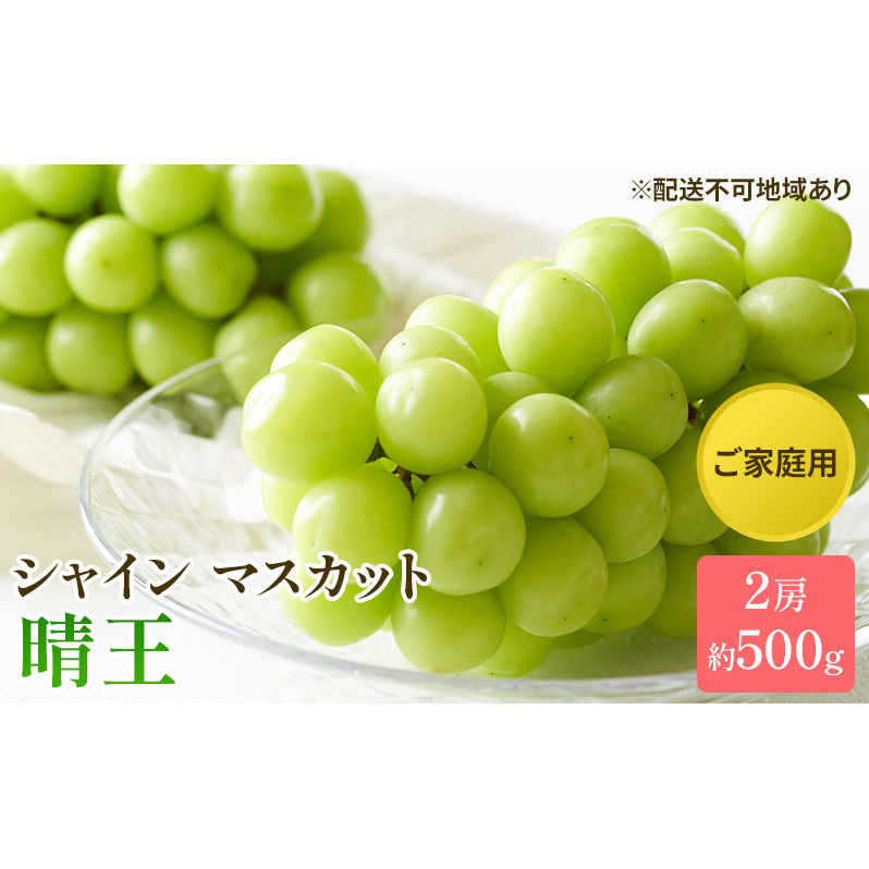 ぶどう 2025年 先行予約 ご家庭用 シャイン マスカット 晴王 約500g×2房 ブドウ 葡萄  岡山県産 国産 フルーツ 果物 太陽 美しい 外観 大粒 高糖度 種なし 皮ごと 弾力 食感 美味しい 岡山県玉野