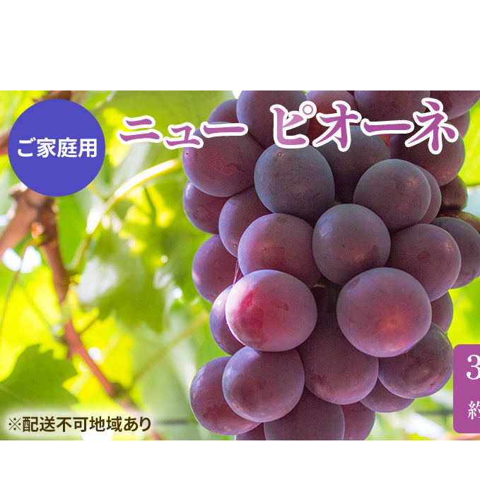 ぶどう 2025年 先行予約 ご家庭用 ニュー ピオーネ 3〜6房 約2kg ブドウ 葡萄  岡山県産 国産 フルーツ 果物 巨峰 美しい 外観 大粒 高糖度 種なし 皮ごと 芳醇 酸味 美味しい 絶妙 バランス 大人