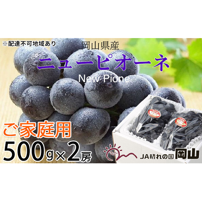 ぶどう 2025年 先行予約 ご家庭用 ニュー ピオーネ 約500g×2房 ブドウ 葡萄  岡山県産 国産 フルーツ 果物 巨峰 美しい 外観 大粒 高糖度 種なし 皮ごと 芳醇 酸味 美味しい 絶妙 バランス 大人