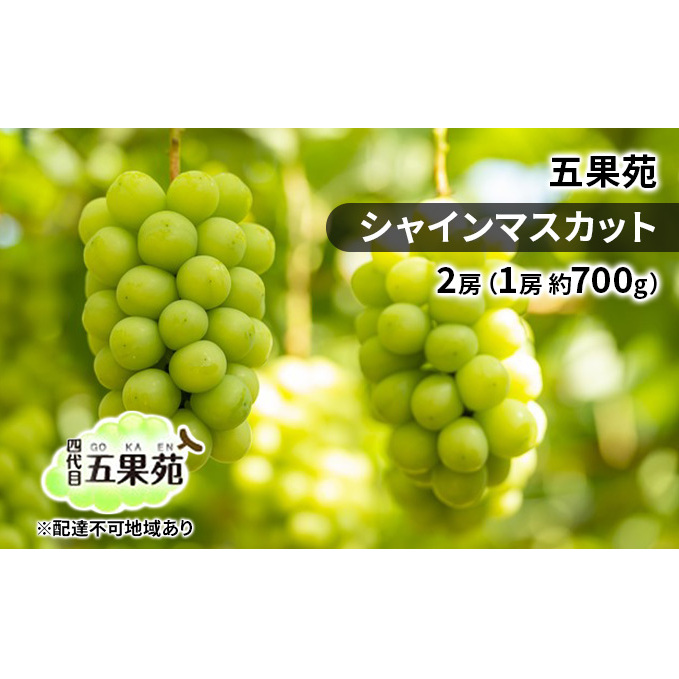 ぶどう 2025年 先行予約 シャイン マスカット 2房(1房 約700g)  ぶどう フルーツ 果物 贈り物 ギフト 岡山 五果苑 減農薬 甘い 美味しい 人気 種なし 皮ごと ご進物 最適 岡山県玉野市22000果物