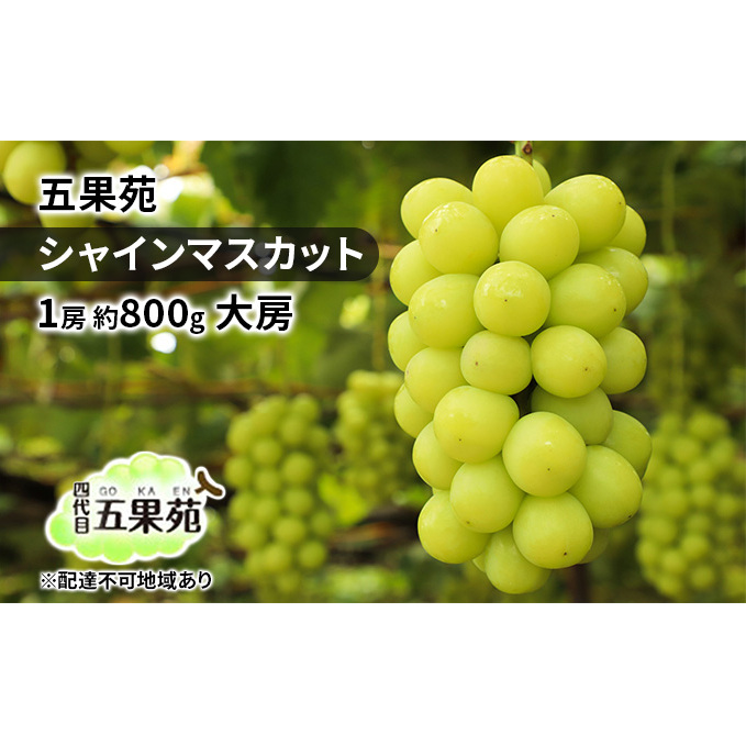 ぶどう 2025年 先行予約 シャインマスカット 1房 約800g 大房 ぶどう フルーツ 果物 贈り物 ギフト 岡山 五果苑 減農薬 甘い 美味しい 人気 種なし 皮ごと ご進物 最適 岡山県玉野市16000果物・フ