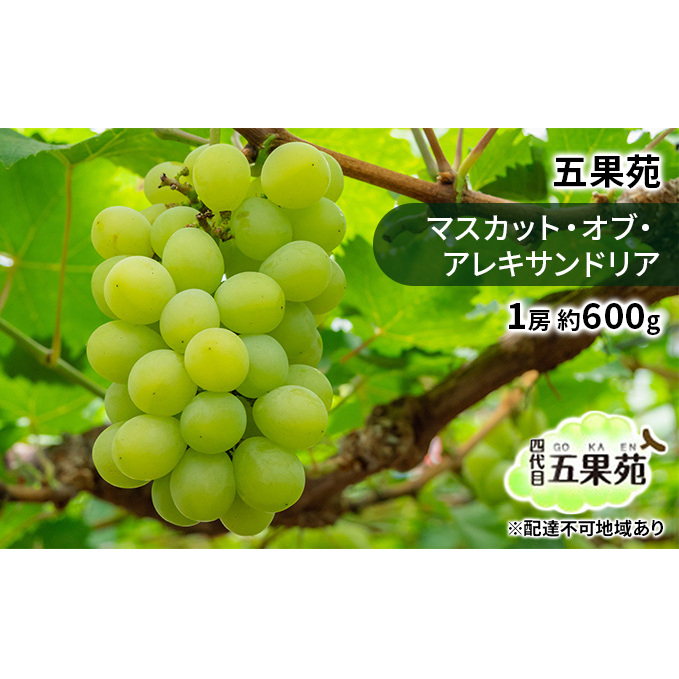 ぶどう 2025年 先行予約 マスカット・オブ・アレキサンドリア 1房 約600g ぶどう フルーツ 果物 贈り物 ギフト 岡山 五果苑 減農薬 甘い 美味しい ご進物 最適 果物の女王 上品 珍しい 酸味 岡