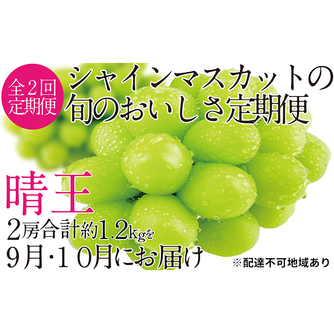 ぶどう 2025年 先行予約 9月・10月発送 シャイン マスカット 晴王 2房(合計約1.2kg) ブドウ 葡萄  岡山県産 国産 フルーツ 果物 ギフト 岡山県玉野市64000果物・フルーツマスカット・ぶどう