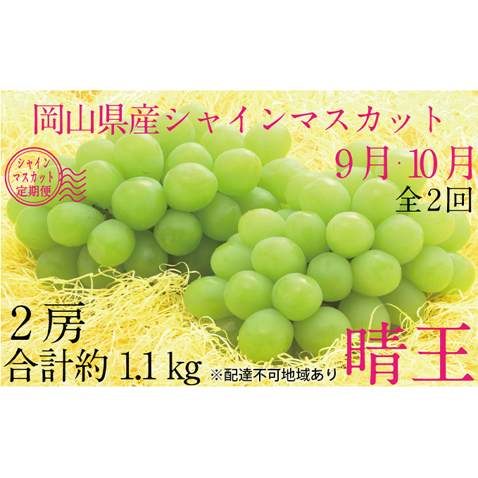 ぶどう 2025年 先行予約 9月・10月発送 シャイン マスカット 晴王 2房(合計約1.1kg) ブドウ 葡萄  岡山県産 国産 フルーツ 果物 ギフト 岡山県玉野市54000果物・フルーツマスカット・ぶどう
