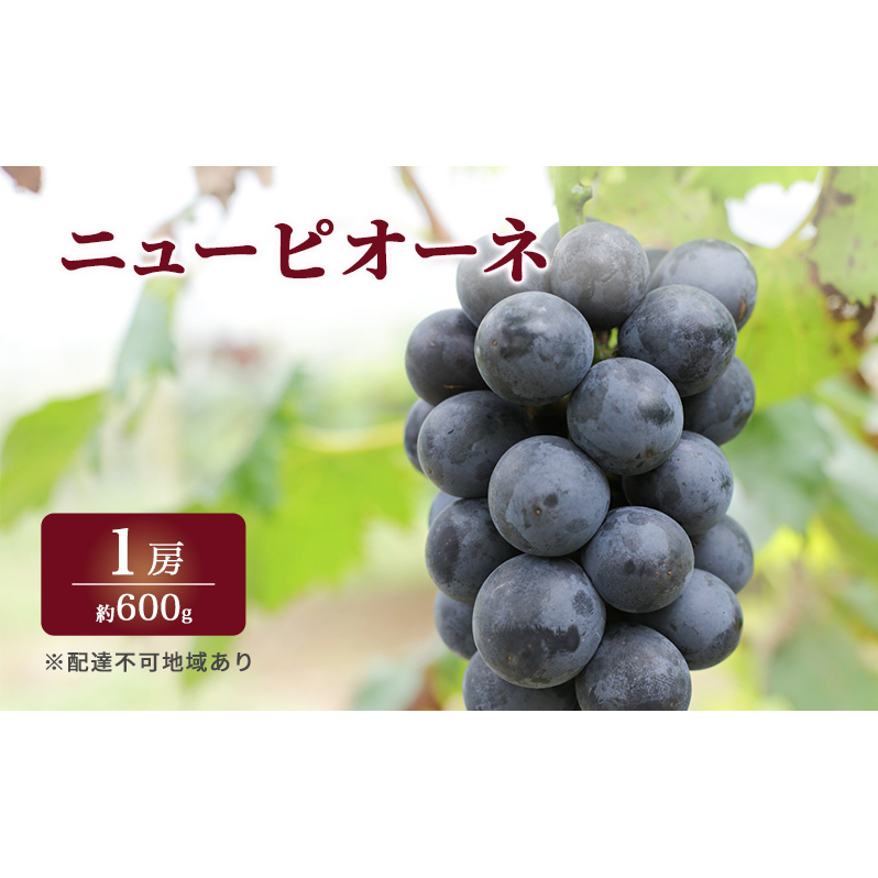 ぶどう 2026年 先行予約 特選 ニュー ピオーネ 1房 約600g  ブドウ 葡萄  岡山県産 国産 フルーツ 果物 ギフト いろは堂 岡山県玉野市17000果物・フルーツマスカット・ぶどう