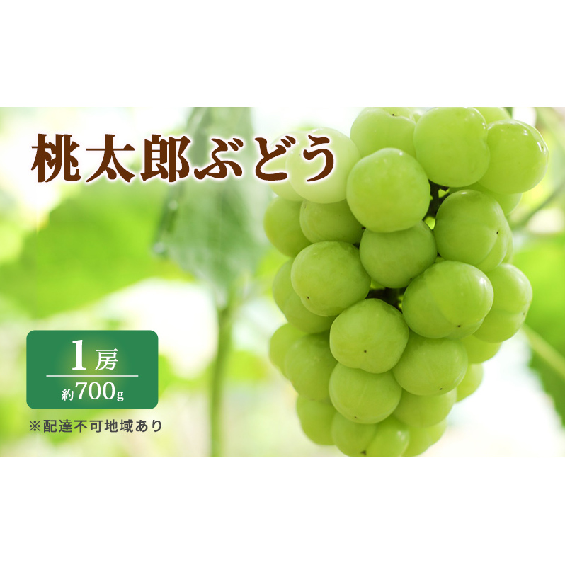 Ԃǂ 2026N s\ I Y Ԃǂ 1[ 700g uhE   RY Y t[c ʕ Mtg ͓ Rʖs25000ʕEt[c}XJbgEԂǂ