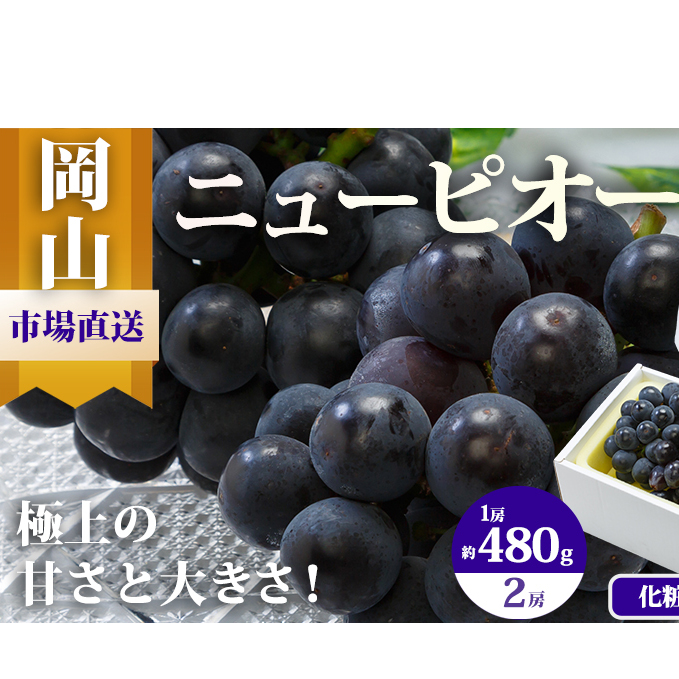 ぶどう 2025年 先行予約 ニュー ピオーネ 2房(1房480g以上)約1kg 化粧箱入り ブドウ 葡萄 岡山県産 国産 フルーツ 果物 ギフト 岡山県玉野市15000果物・フルーツマスカット・ぶどう