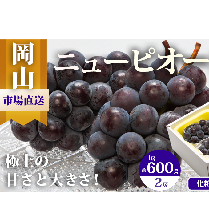 ぶどう 2025年 先行予約 ニュー ピオーネ 2房(1房600g以上)化粧箱入り ブドウ 葡萄 岡山県産 国産 フルーツ 果物 ギフト 岡山県玉野市19000果物・フルーツマスカット・ぶどう