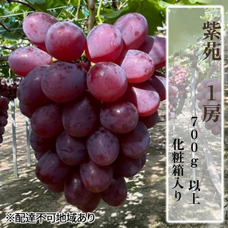 Ԃǂ 2025N s\ 1[i700gȏjϔ uhE  RY Y t[c ʕ Mtg Rʖs18000ʕEt[c}XJbgEԂǂ