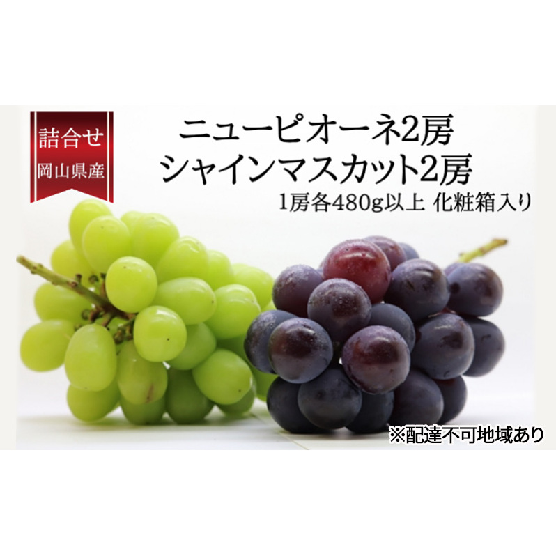 ぶどう 2025年 先行予約 詰合/ニューピオーネ2房(1房480g以上)・シャインマスカット晴王2房(1房480g以上) 化粧箱入り ブドウ 葡萄 岡山県産 国産 フルーツ 果物 ギフト 岡山県玉野市30000果物・