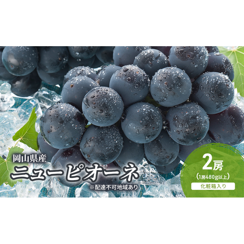 ぶどう 2025年 先行予約 ニューピオーネ 2房(1房480g以上) 化粧箱入り ブドウ 葡萄 岡山県産 国産 フルーツ 果物 ギフト 岡山県玉野市15000果物・フルーツマスカット・ぶどう