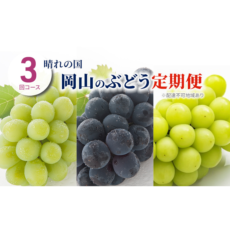 ぶどう 定期便 2026年 先行予約 晴れの国 岡山 の ぶどう定期便 3回コース 葡萄 ブドウ 岡山県産 国産 セット ギフト 岡山県玉野市63000果物・フルーツマスカット・ぶどう