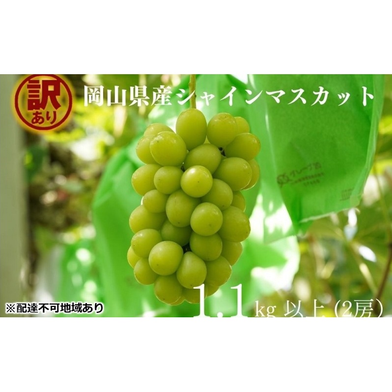 訳あり シャインマスカット 2房 合計1.1kg以上 産地直送 朝採れ ぶどう 葡萄 シャイン マスカット 岡山 Kawahara Green Farm2025年 岡山県玉野市11000果物・フルーツマスカット・ぶどう