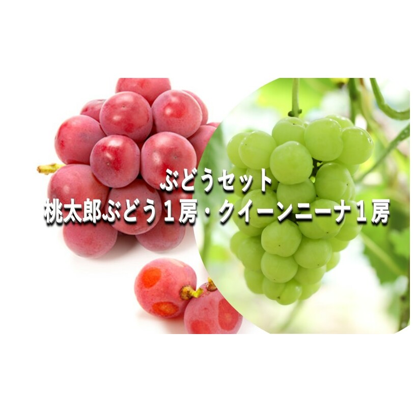 ぶどう 【2025年 早期受付】 ぶどうセット 桃太郎ぶどう 1房・ クイーンニーナ 1房 合計約1kg ブドウ 葡萄 岡山県産 国産 フルーツ 果物 ギフト岡山県玉野市30000果物・フルーツマスカット・ぶ