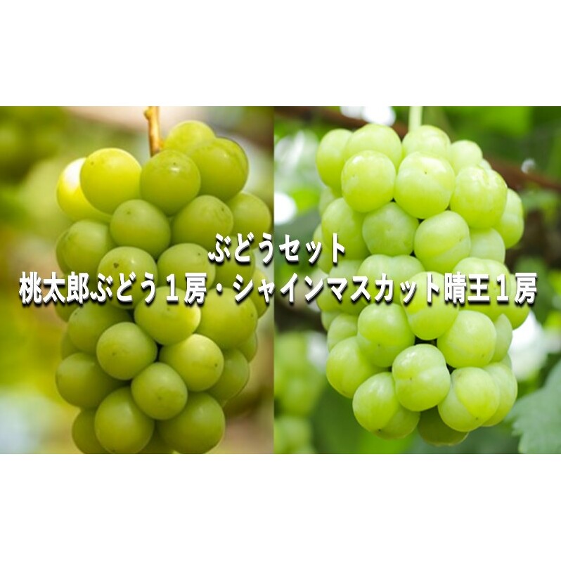 ぶどう 【2025年 早期受付】 ぶどうセット  桃太郎ぶどう 1房・ シャインマスカット 晴王 1房(合計約1kg) ブドウ 葡萄 岡山県産 国産 フルーツ 果物 ギフト岡山県玉野市30000果物・フルーツマ