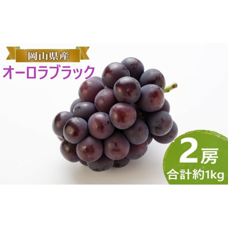 Ԃǂ y2025N tz I[ubN 2[ v1kg uhE  RY Y t[c ʕ MtgRʖs30000ʕEt[c}XJbgEԂǂ