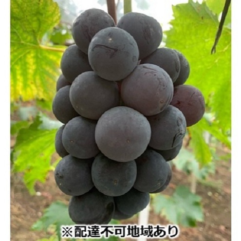 ぶどう 【2026年 先行予約】 種なし完熟 ニューピオーネ 2房 合計約1kg/ ブドウ 葡萄 岡山県産 国産 フルーツ 果物 渡邊農園岡山県玉野市14000果物・フルーツマスカット・ぶどう