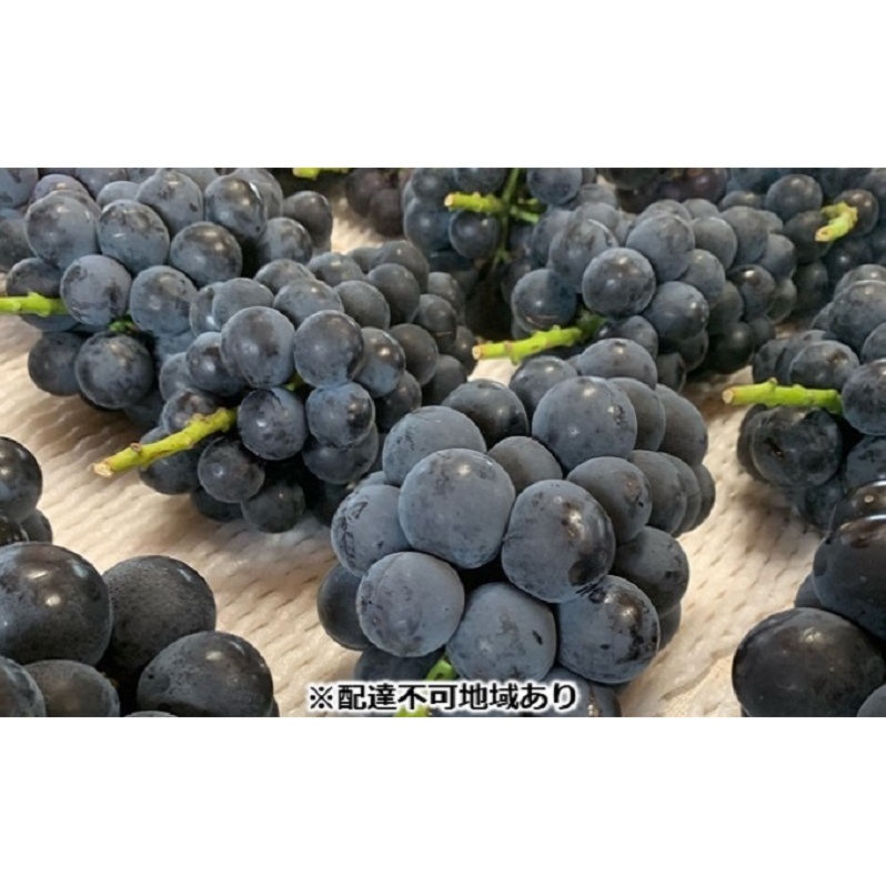 ぶどう 【2026年 先行予約】 種なし完熟 ニューピオーネ  3〜5房 合計約2kg ブドウ 葡萄 岡山県産 国産 フルーツ 果物 渡邊農園岡山県玉野市17000果物・フルーツマスカット・ぶどう