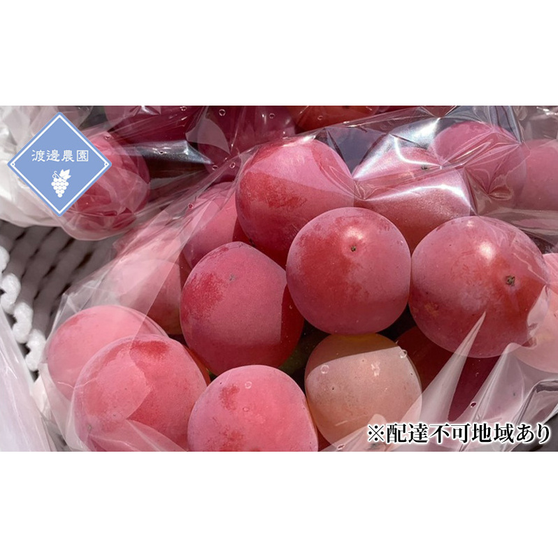 ぶどう 【2025年 先行予約】 クイーンニーナ 3〜5房 合計約2kg/ 種無し ブドウ 葡萄 岡山県産 国産 フルーツ 果物 渡邊農園岡山県玉野市19000果物・フルーツマスカット・ぶどう