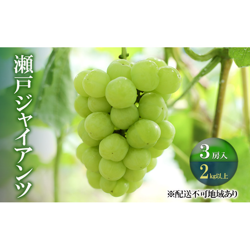 ぶどう 2026年 先行予約 瀬戸ジャイアンツ 3房(合計2kg以上) ブドウ 葡萄 岡山県産 国産 フルーツ 果物 ギフト 河本農園岡山県玉野市40000果物・フルーツマスカット・ぶどう