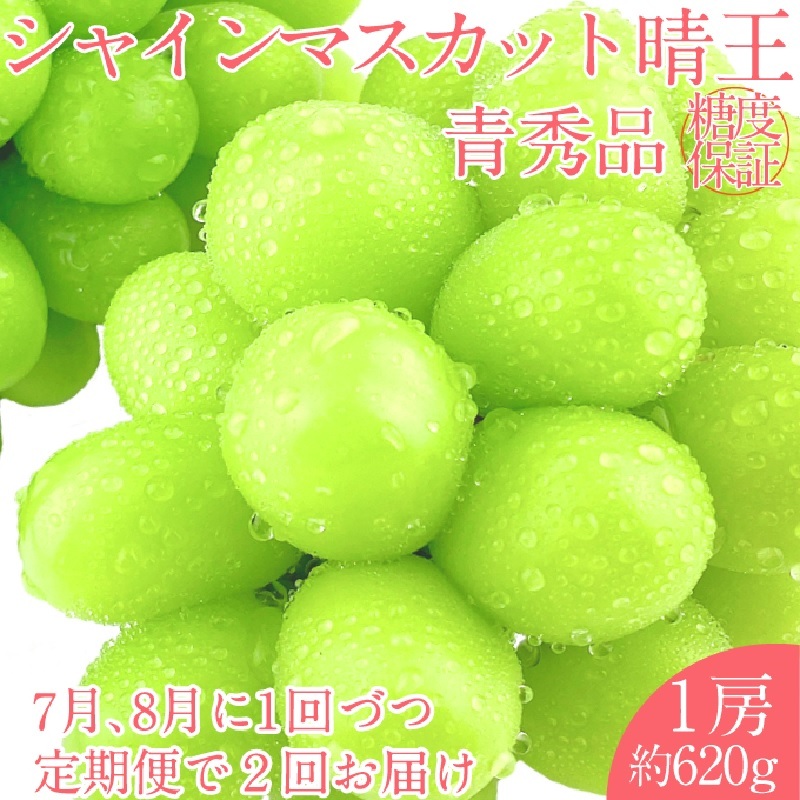 2025年 予約受付中【2回定期便】 シャインマスカット 晴王 1房約620g 7月〜8月出荷/ 岡山県産 種無し 皮ごと食べる みずみずしい フレッシュ 晴れの国 おかやま 果物大国 彩美菜果岡山県玉野市