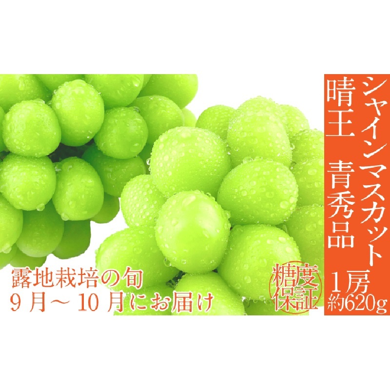 【2025年 予約受付中】 シャインマスカット 晴王 1房約620g 9月〜10月出荷/ 岡山県産 種無し 皮ごと食べる みずみずしい フレッシュ 晴れの国 おかやま  果物大国 彩美菜果岡山県玉野市19000果