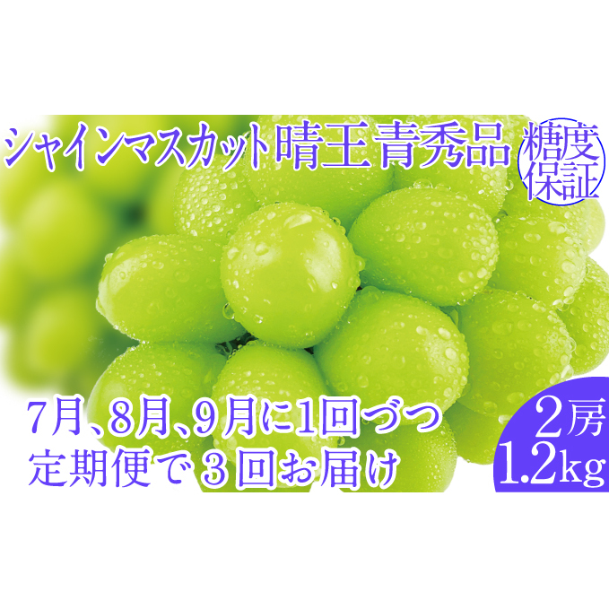 2025年予約受付中【3回定期便】シャインマスカット晴王2房 約1.2kg 7月8月9月に出荷 人気 岡山県産 種無し 皮ごと食べる みずみずしい  フレッシュ 晴れの国 おかやま 果物大国 ハレノフルーツ
