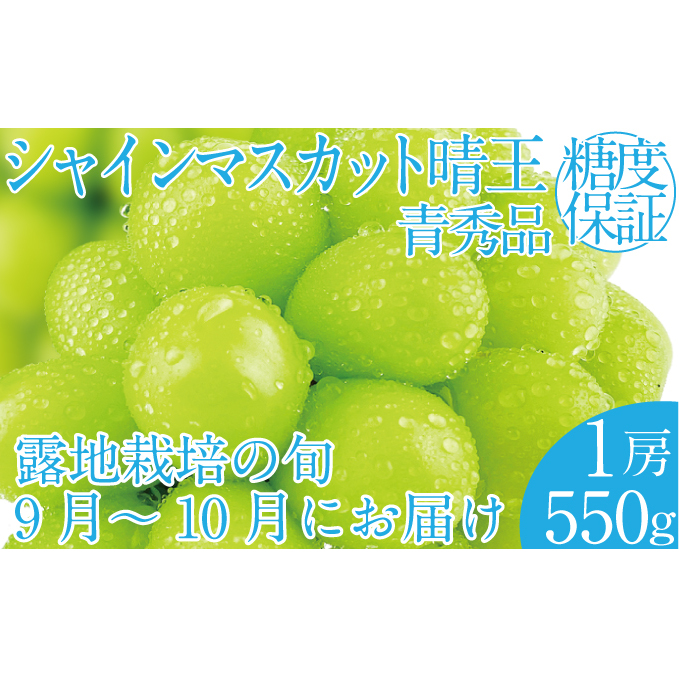 2025年 先行予約受付中 シャインマスカット晴王1房 約550g 岡山県産 種無し 皮ごと食べる みずみずしい 甘い フレッシュ 瀬戸内 晴れの国 おかやま 果物大国 ハレノフルーツ岡山県玉野市18000