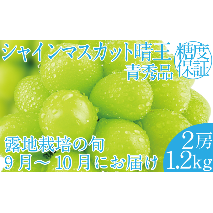 2025年 先行予約受付中 シャインマスカット晴王2房 約1.2kg 岡山県産 種無し 皮ごと食べる みずみずしい 甘い フレッシュ 瀬戸内 晴れの国 おかやま 果物大国 ハレノフルーツ岡山県玉野市32000