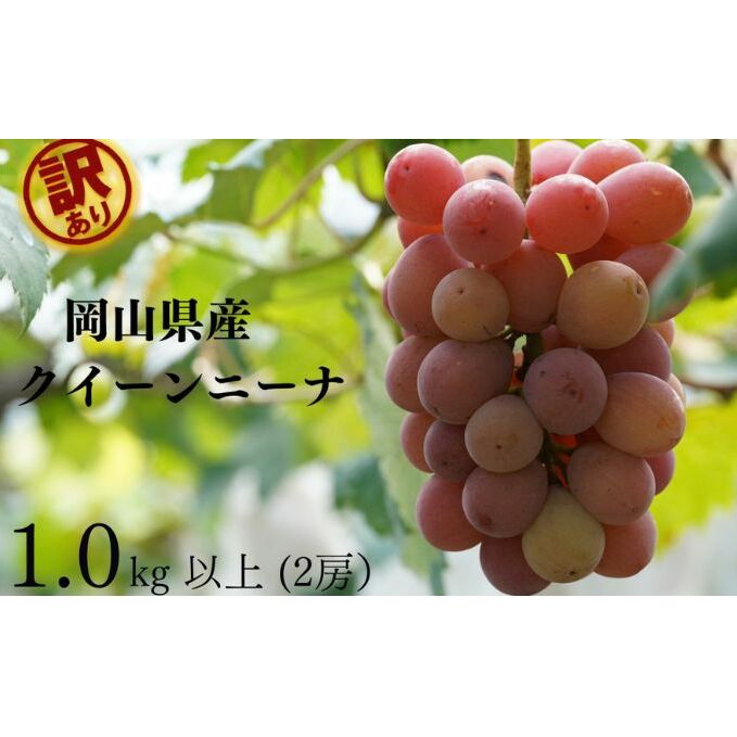 訳あり クイーンニーナ 2房 合計1.0kg以上 産地直送 朝採れ ぶどう 葡萄 岡山 Kawahara Green Farm 岡山県産 2025岡山県玉野市13000果物・フルーツマスカット・ぶどう