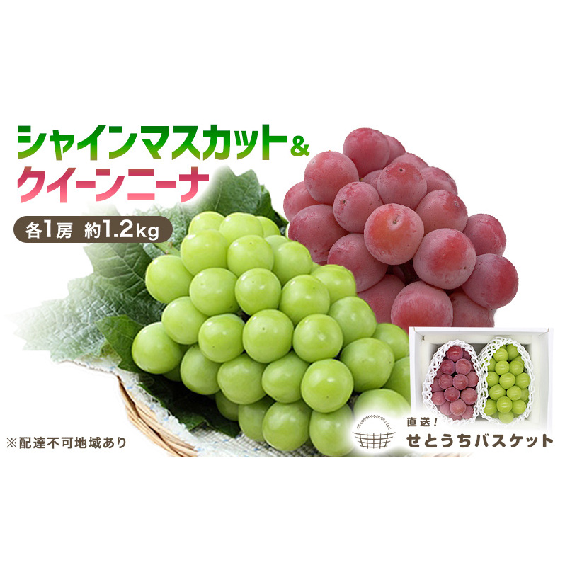 ぶどう 2025年 先行予約 シャインマスカット&クイーンニーナ  各1房 約1.2kg ブドウ 葡萄 岡山県産 国産 フルーツ 果物 直送!せとうちバスケット岡山県玉野市20000果物・フルーツマスカット