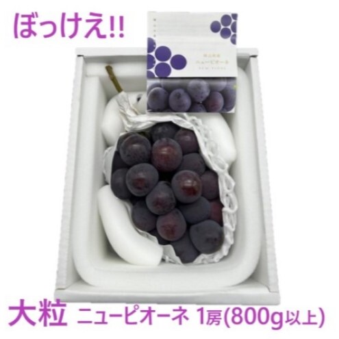 ぶどう 2026年 先行予約 ぼっけえ 大粒 ニューピオーネ 1房(800g以上) 化粧箱入り ブドウ 葡萄 岡山県産 国産 フルーツ 果物 ギフト岡山県玉野市15000果物・フルーツマスカット・ぶどう