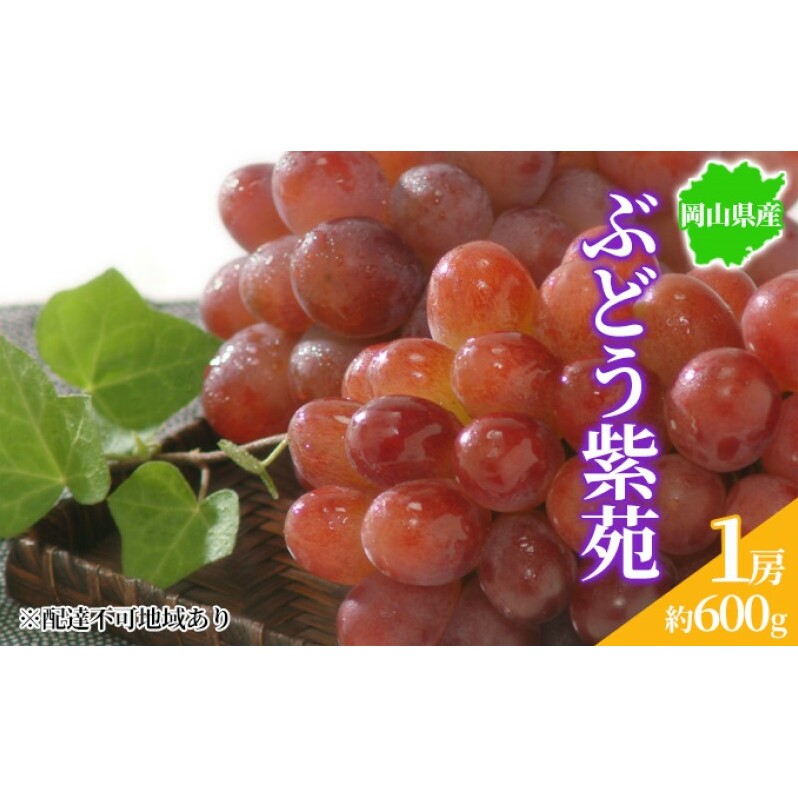ぶどう 2025年先行予約 紫苑 1房 約600g 岡山県産 お届け 11月上旬〜11月下旬岡山県玉野市13000果物・フルーツマスカット・ぶどう