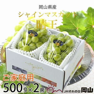 【2025年8月下旬より発送】ご家庭用 岡山県産 シャインマスカット 晴王 500g×2房 ぶどう 葡萄 ブドウ フルーツ 果物岡山県玉野市18000果物・フルーツマスカット・ぶどう